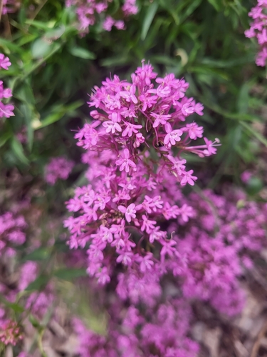 Red Valerian
