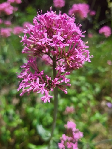 Red Valerian