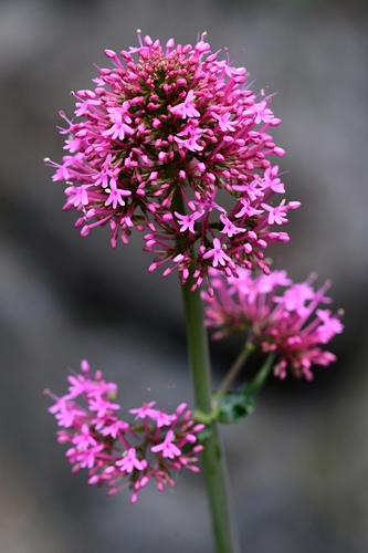 Red Valerian