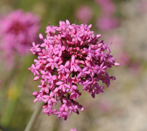 Red Valerian