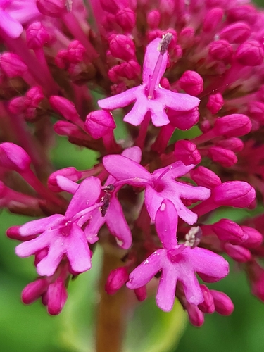 Red Valerian