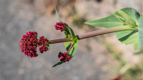 Red Valerian