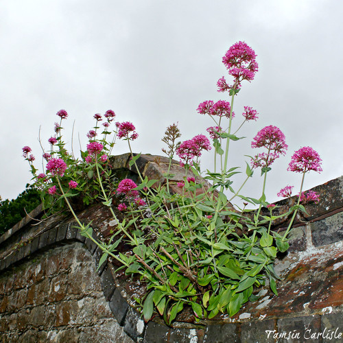 Red Valerian