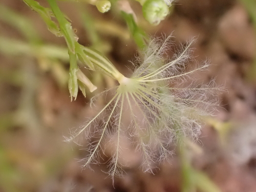 Red Valerian