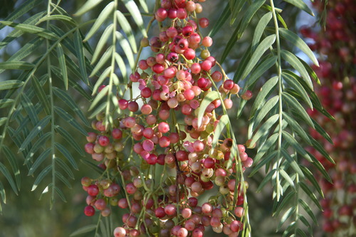 Peruvian Pepper Tree