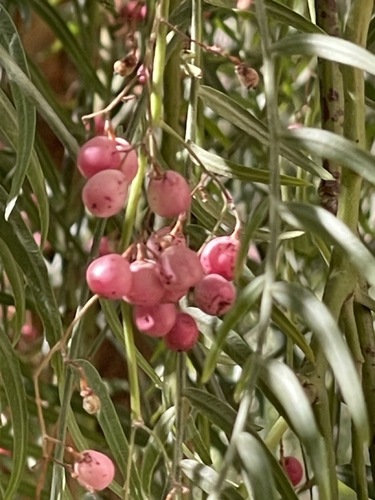Peruvian Pepper Tree