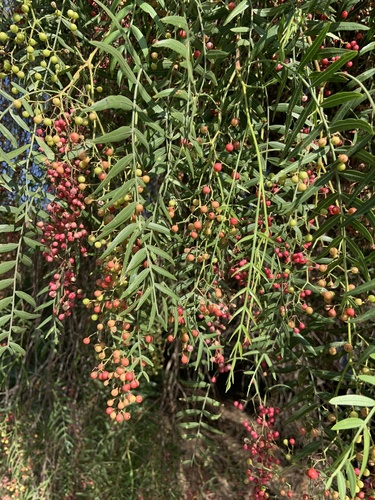 Peruvian Pepper Tree