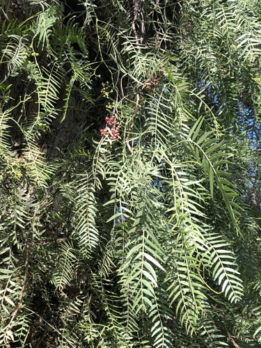 Peruvian Pepper Tree