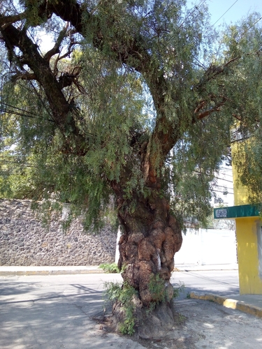 Peruvian Pepper Tree