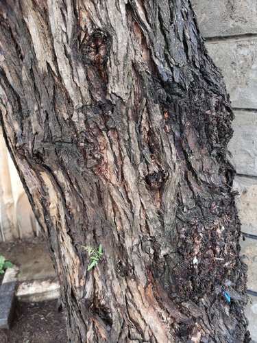 Peruvian Pepper Tree