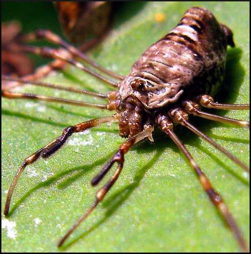 Dicranopalpus