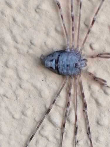 Dicranopalpus