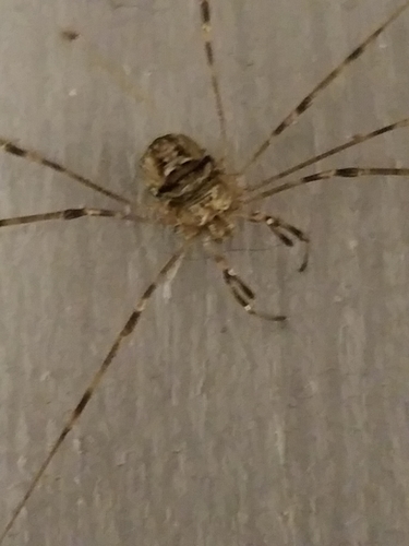 Dicranopalpus
