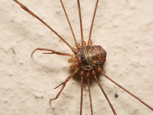 Dicranopalpus