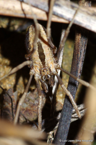 Dicranopalpus