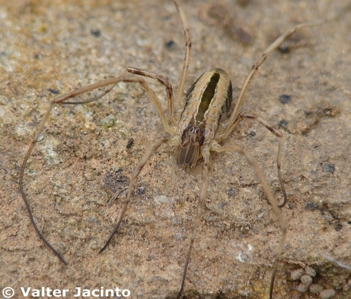 Dicranopalpus
