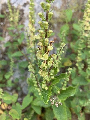 woodland germander