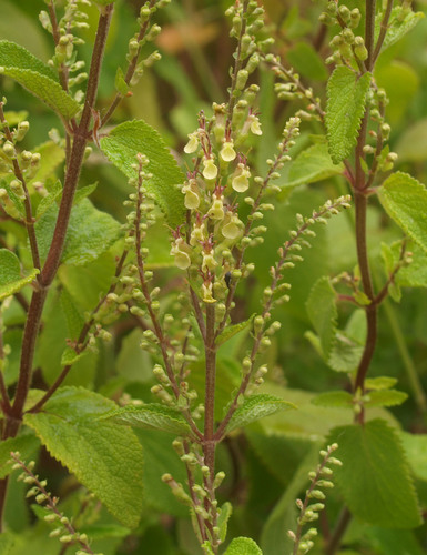woodland germander