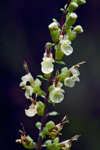 woodland germander