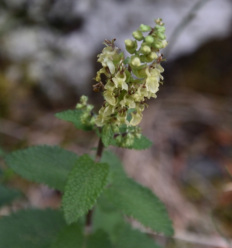 woodland germander