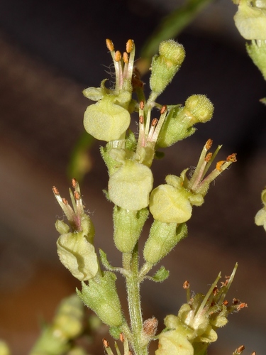 woodland germander