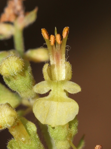 woodland germander