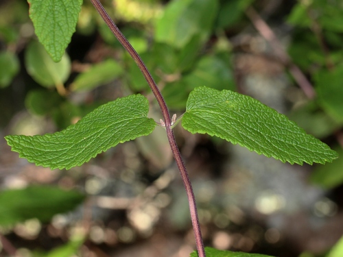 woodland germander