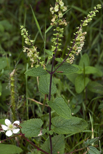 woodland germander