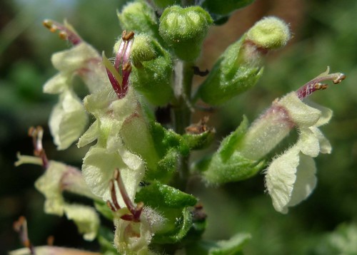 woodland germander