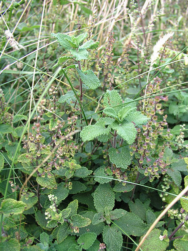 woodland germander