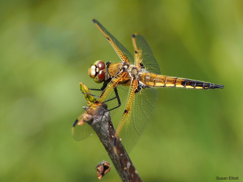 Four-spotted Skimmer