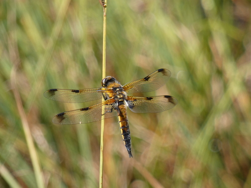 Four-spotted Skimmer