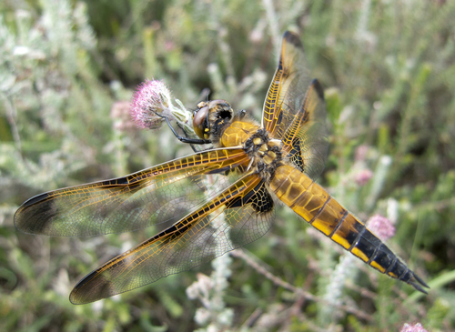 Four-spotted Skimmer