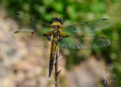 Four-spotted Skimmer