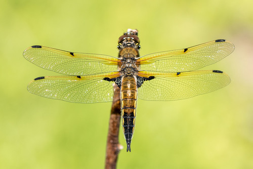 Four-spotted Skimmer