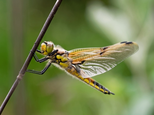 Four-spotted Skimmer