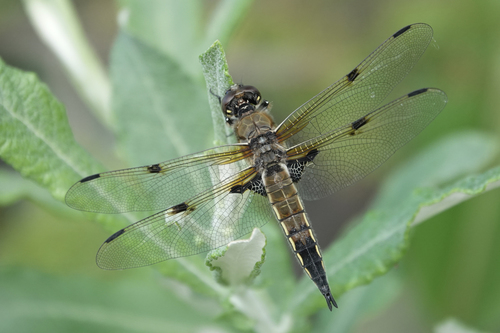 Four-spotted Skimmer