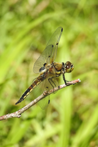 Four-spotted Skimmer