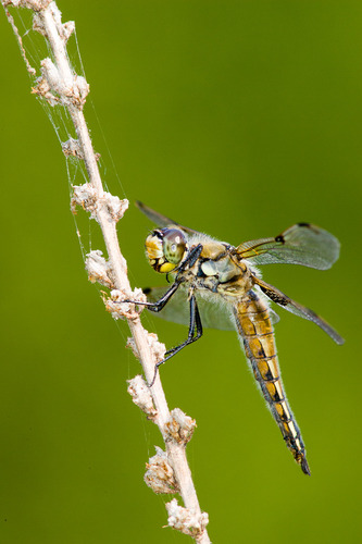 Four-spotted Skimmer