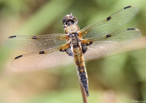 Four-spotted Skimmer