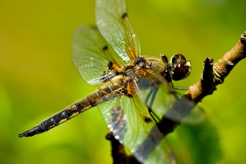 Four-spotted Skimmer
