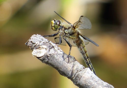 Four-spotted Skimmer