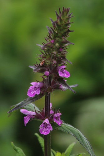 Marsh Woundwort
