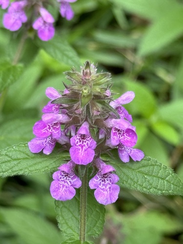 Marsh Woundwort