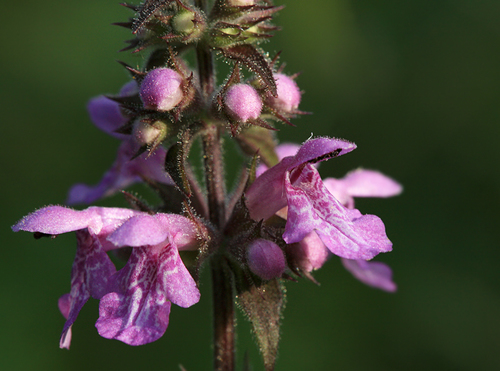 Marsh Woundwort