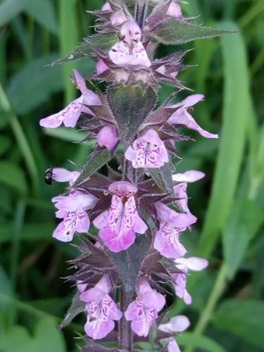 Marsh Woundwort