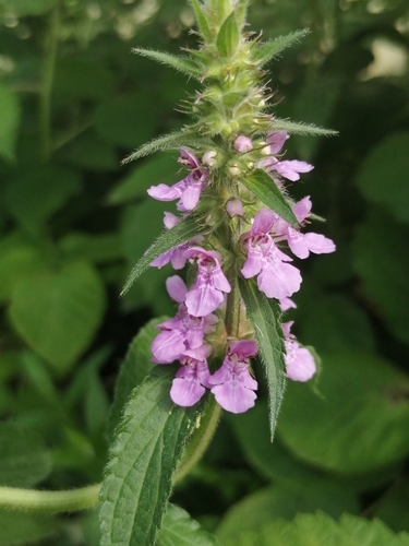 Marsh Woundwort
