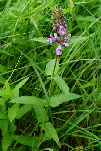 Marsh Woundwort