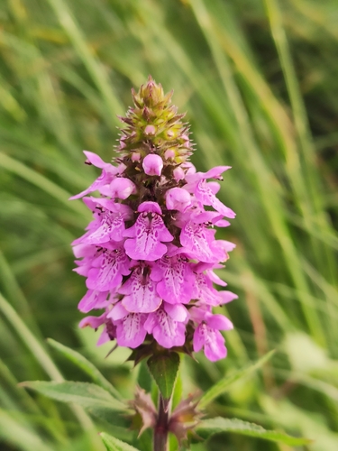 Marsh Woundwort