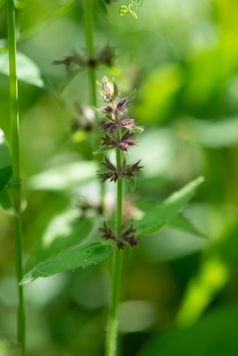 Marsh Woundwort